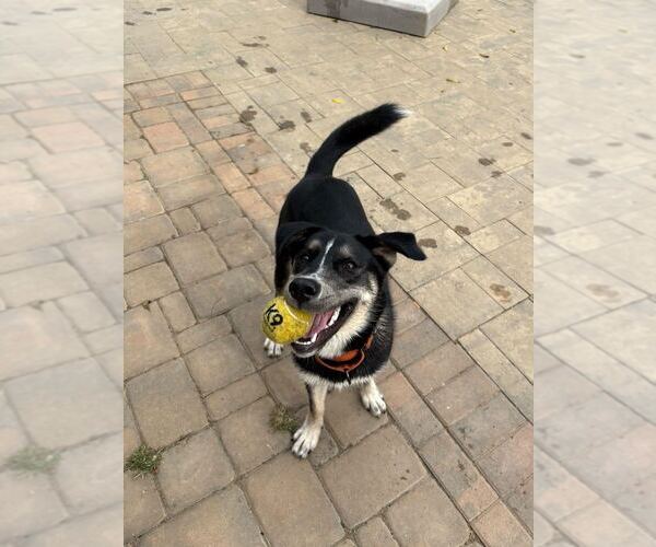 Medium Photo #7 German Shepherd Dog-Unknown Mix Puppy For Sale in Silver Spring, MD, USA