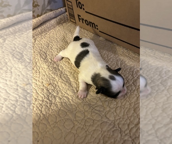 Medium Photo #1 Havanese Puppy For Sale in DREXEL, MO, USA