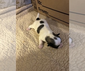 Havanese Puppy for sale in DREXEL, MO, USA