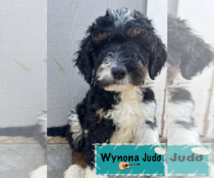 Bernedoodle-Poodle (Miniature) Mix Puppy for sale in GOLDEN, CO, USA