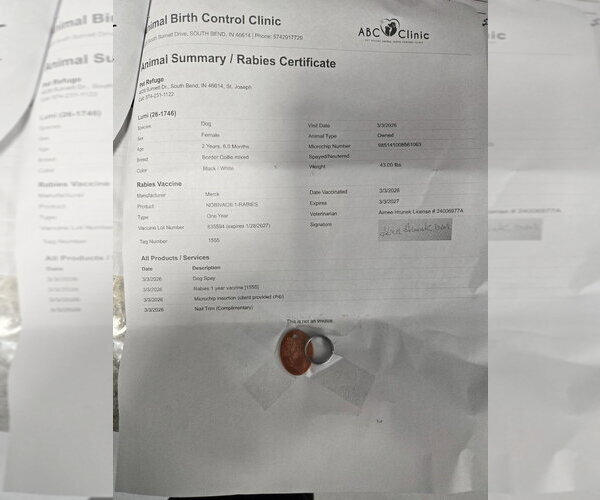 Medium Photo #7 Border Collie-Unknown Mix Puppy For Sale in South Bend, IN, USA