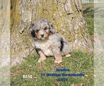 Puppy Kendon Bernedoodle (Miniature)