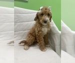 Small Goldendoodle (Miniature)