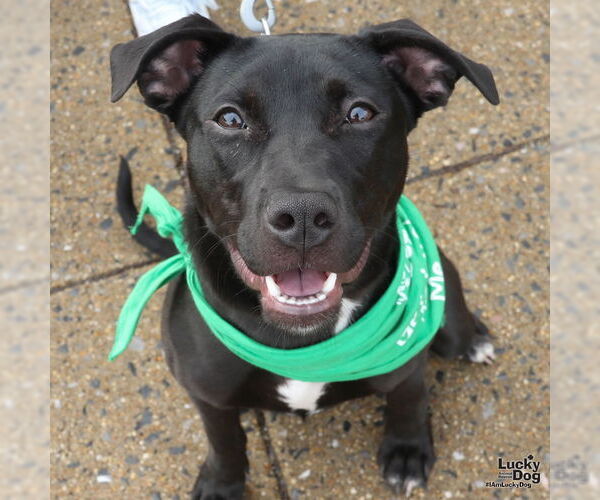 Medium Photo #12 Labrador Retriever-Unknown Mix Puppy For Sale in Washington, DC, USA