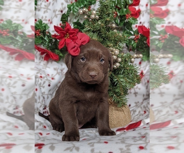 Medium Photo #1 Labrador Retriever Puppy For Sale in GLEN ROCK, PA, USA