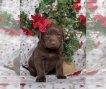 Small Photo #1 Labrador Retriever Puppy For Sale in GLEN ROCK, PA, USA