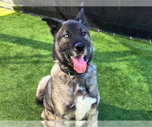 Akita Dogs for adoption in Orange, CA, USA
