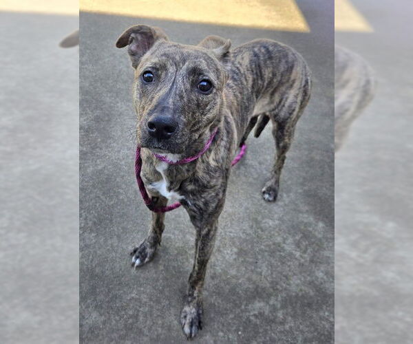 Medium Photo #1 Mutt Puppy For Sale in Sacramento, CA, USA