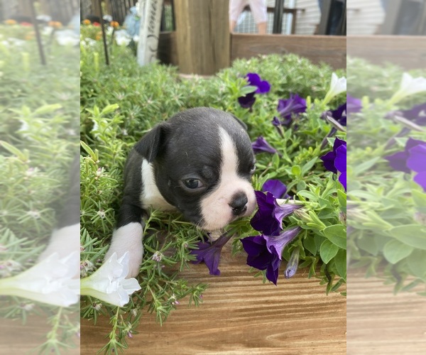 Medium Photo #3 Boston Terrier Puppy For Sale in FREDONIA, KS, USA