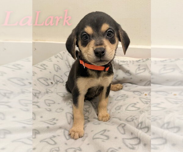 Medium Photo #4 Labrador Retriever-Unknown Mix Puppy For Sale in Des Moines, IA, USA