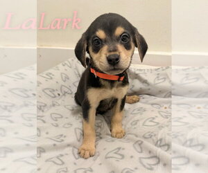 Rain - Female Labrador Retriever-Unknown Mix Dog for Adoption - Photo #4