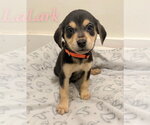 Small Photo #4 Labrador Retriever-Unknown Mix Puppy For Sale in Des Moines, IA, USA