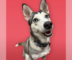 Siberian Husky-Unknown Mix Dogs for adoption in Rockville, MD, USA