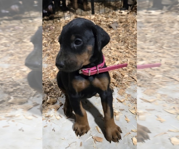 Medium Photo #21 Doberman Pinscher Puppy For Sale in BEGGS, OK, USA