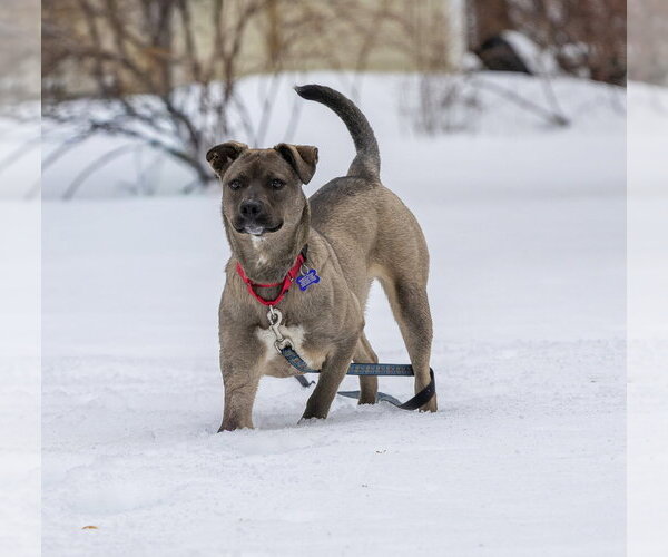 Medium Photo #17 Aussiedor Puppy For Sale in Oak Bluffs, MA, USA