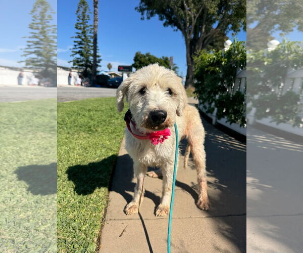 Medium Photo #3 Labrador Retriever-Unknown Mix Puppy For Sale in Newport Beach, CA, USA