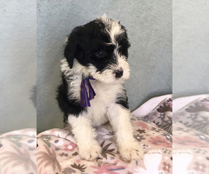 Bernedoodle-Portuguese Water Dog Mix Puppy for sale in CAVE CREEK, AZ, USA