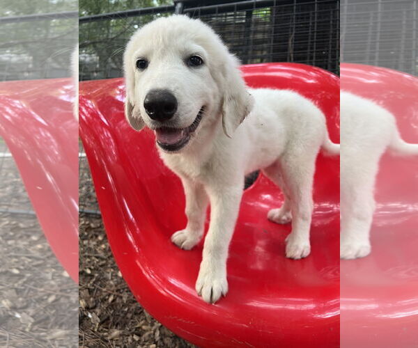 Medium Photo #3 Great Pyrenees Puppy For Sale in Spring, TX, USA