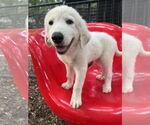 Small #2 Great Pyrenees