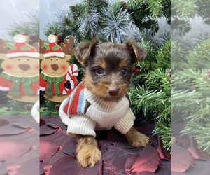 Medium Shorkie Tzu-Yorkshire Terrier Mix