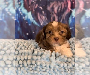 ShihPoo Puppy for sale in ABERDEEN, MD, USA