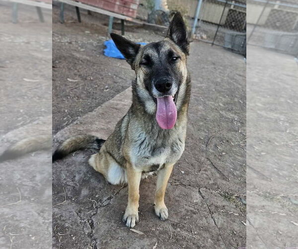 Medium Photo #1 German Shepherd Dog-Unknown Mix Puppy For Sale in El Centro, CA, USA