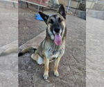 Small German Shepherd Dog Mix