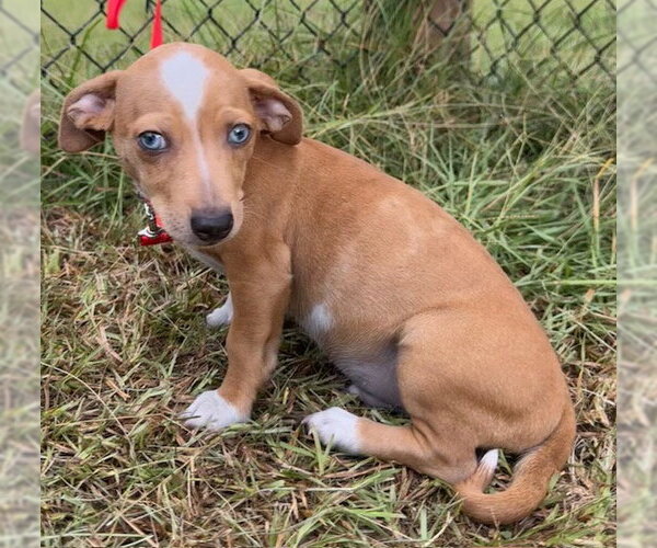 Medium Photo #3 Chihuahua-Unknown Mix Puppy For Sale in Tarrytown, GA, USA