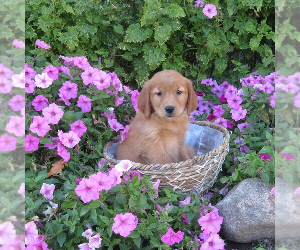 Medium Photo #2 Golden Retriever Puppy For Sale in THORP, WI, USA
