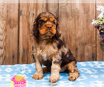 Small Photo #4 Cocker Spaniel Puppy For Sale in WAKARUSA, IN, USA