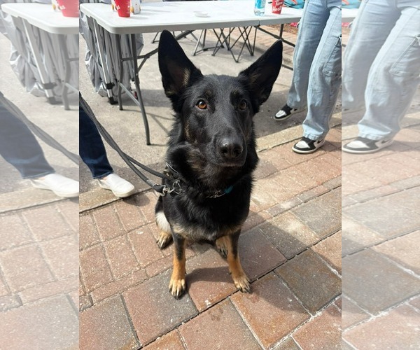 Medium Photo #2 German Shepherd Dog-Unknown Mix Puppy For Sale in Oro Medonte, Ontario, Canada