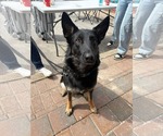 Small #1 German Shepherd Dog Mix