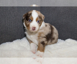Puppy 5 Australian Shepherd