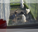 Small Photo #6 Alaskan Malamute Puppy For Sale in LAKEFIELD, MN, USA
