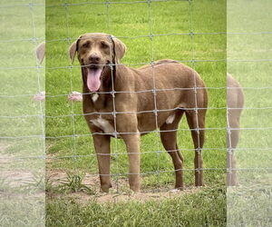 Medium Labrador Retriever Mix