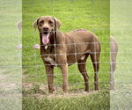 Small Labrador Retriever Mix