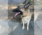 Small #2 German Shepherd Dog