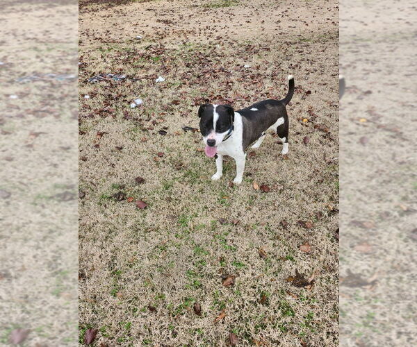 Medium Photo #2 Mutt Puppy For Sale in Boston, MA, USA