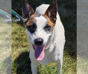 Mutt Dogs for adoption in Aurora, IN, USA