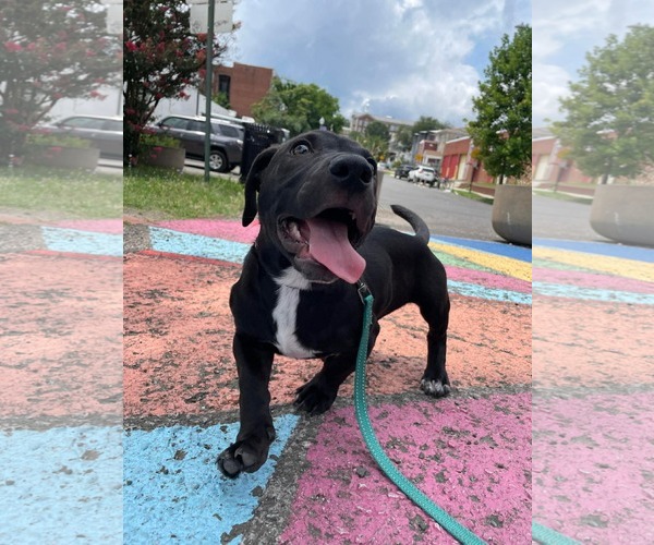 Medium Photo #2 Mutt Puppy For Sale in Derwood, MD, USA