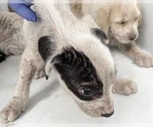 Mutt Dogs for adoption in Houston, TX, USA