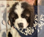 Small #4 Saint Bernard