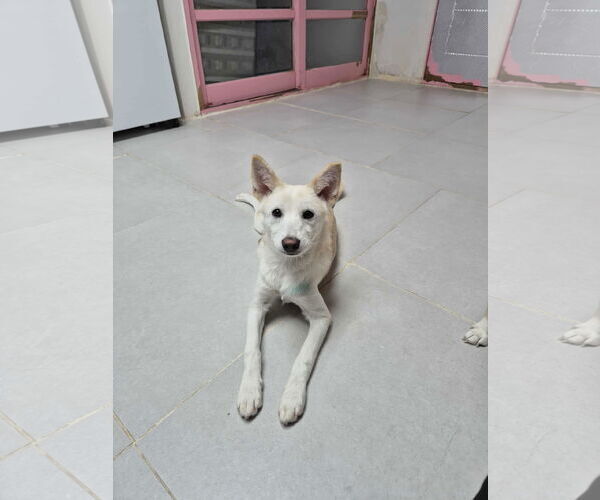 Medium Photo #2 Shiba Inu-Unknown Mix Puppy For Sale in Agoura Hills, CA, USA