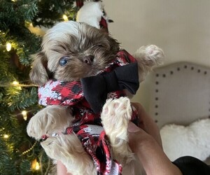 Shih Tzu Puppy for sale in GEORGETOWN, TX, USA