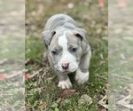 Small #2 American Bully