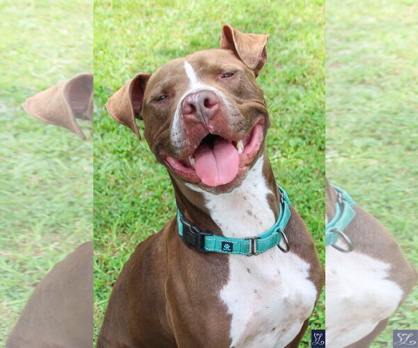 Medium Photo #1 American Pit Bull Terrier-Unknown Mix Puppy For Sale in Lockport, NY, USA