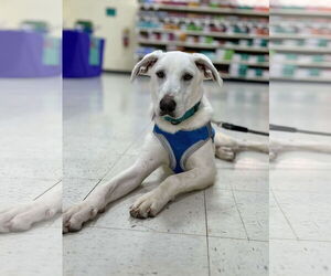Labrador Retriever-Unknown Mix Dogs for adoption in Minneapolis, MN, USA