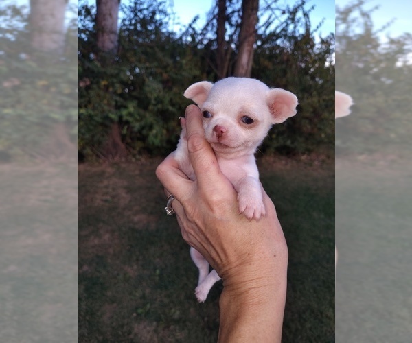 Medium Photo #1 Chihuahua Puppy For Sale in DAYTON, OH, USA