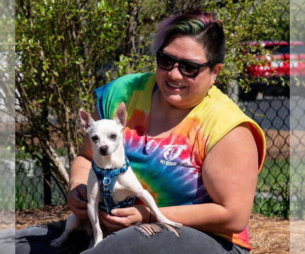 Medium Photo #3 Chihuahua Puppy For Sale in Ellijay, GA, USA
