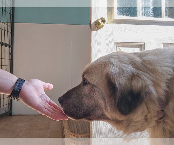 Medium Photo #2 Anatolian Shepherd-Unknown Mix Puppy For Sale in Sequim, WA, USA
